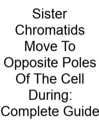 Sister Chromatids Move To Opposite Poles Of The Cell During: Complete Guide