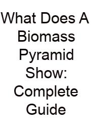 What Does A Biomass Pyramid Show: Complete Guide